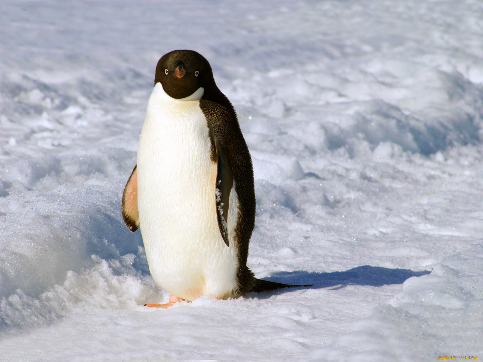 Арктика Северный полюс пингвины